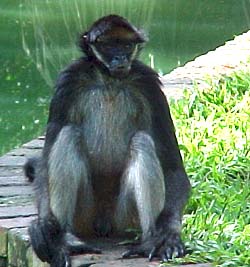 Macaco Aranha Ateles belzebuth fotos - Ache Tudo e Região