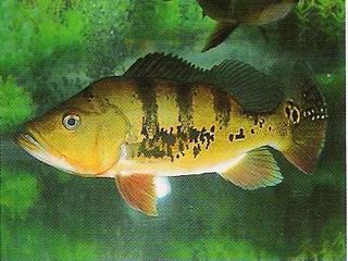 Featured image of post Peixe Amarelo Com Preto : Cada peixe vende vários itens por.