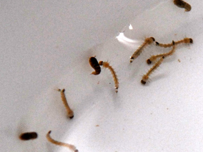  Larvas (amarelas) e pupas (marrons) de Aedes aegypti, cultivadas no Laboratório de Transmissores de Hematozoários do IOC 