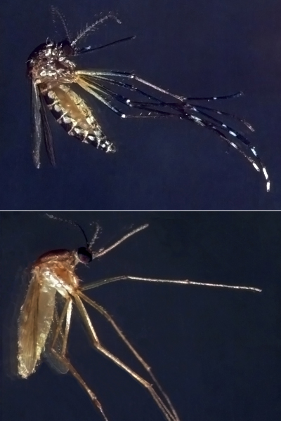 Aedes aegypti e Culex quiquefaciatus