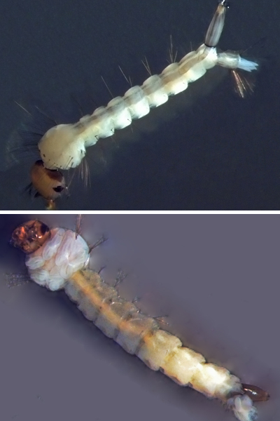 Larvas de A. aegypti e Culex
