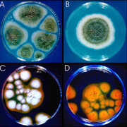 Isolamento e identificacao de fungos filamentosos