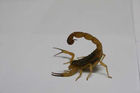Nome científico: Tityus serrulatus /Nome popular: Escorpião amarelo. 