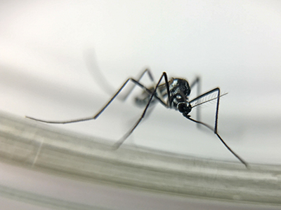 Os mosquitos Haemagogus, como o Hg. leucocelaenus, são vetores primários da febre amarela silvestre